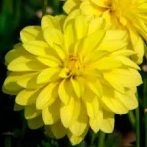 Dahlia Gallery Sezanne 