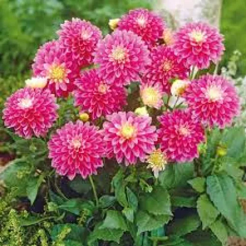 Dahlia Gallery Rembrandt 