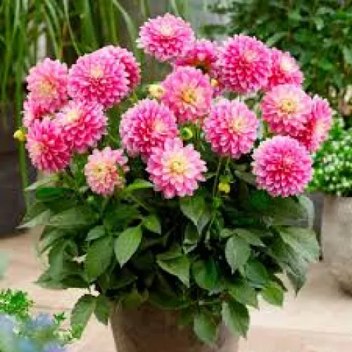 Dahlia Gallery Rembrandt 