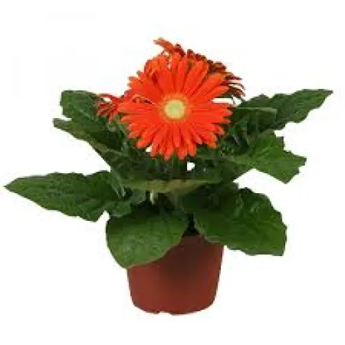 Gerbera v kvetináči Orange 25 cm