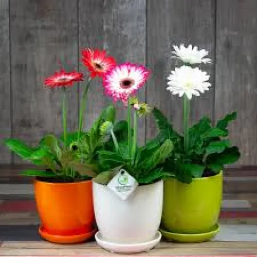 Gerbera v kvetináči Orange 25 cm