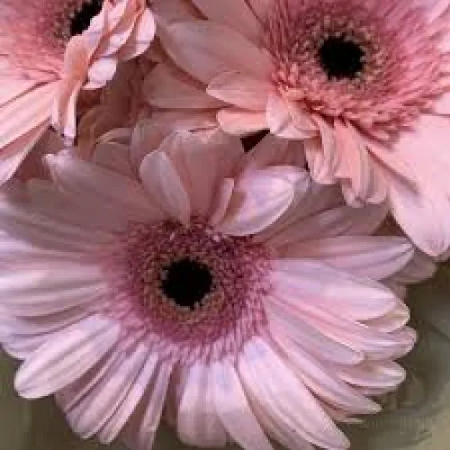 Gerbera v kvetináči Pink 25 cm