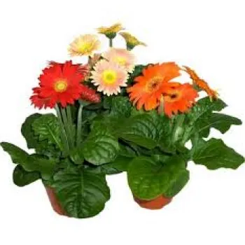 Gerbera