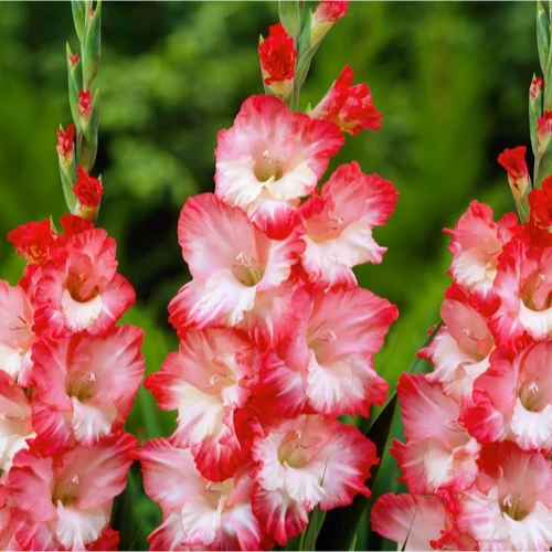 Gladiolus Pink Lady 