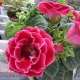 Gloxinia /Sinningia Double Pink 