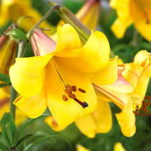 Ľalia Golden Splendor 