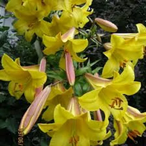 Ľalia Golden Splendor 