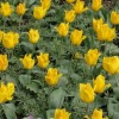 Tulipan Golden Tango