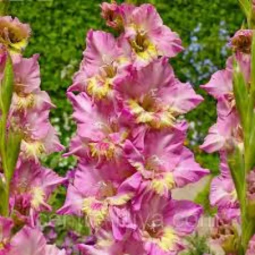 Gladiolus Happy Disco