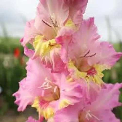 Gladiolus Happy Disco