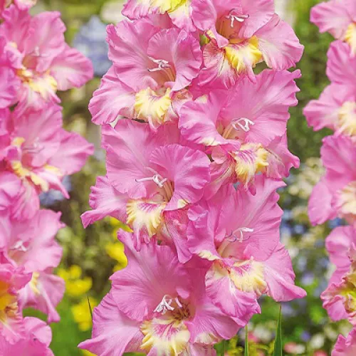 Gladiolus Happy Disco