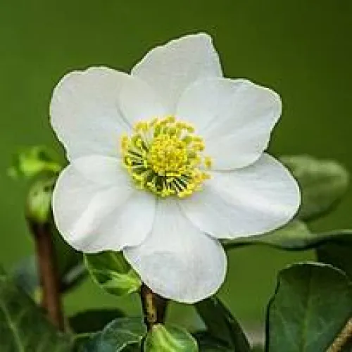 Hellebores/Čemerica Niger