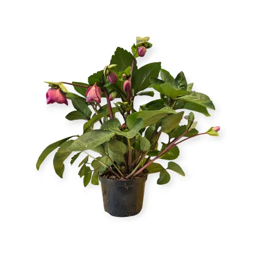 Čemerica/Helleborus Red Princess -40 cm