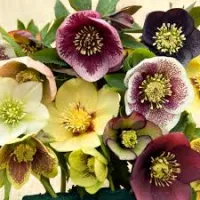 Čemerica/ Helleborus 