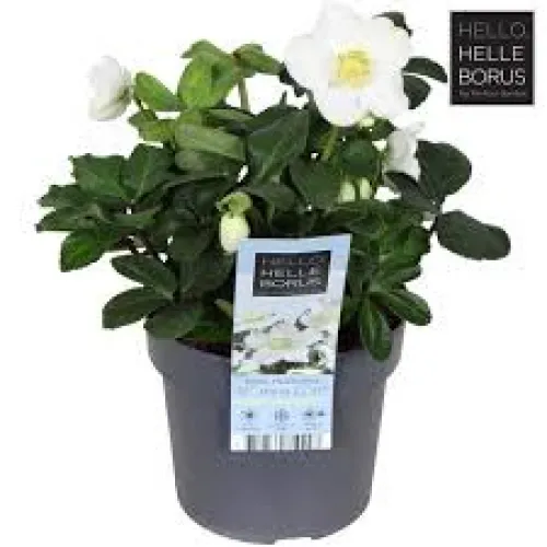 Čemerica/Helleborus niger 'Christmas Carol' 10cm