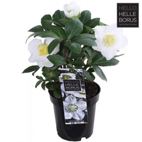 Čemerica/Helleborus niger 'Christmas Carol' 10cm