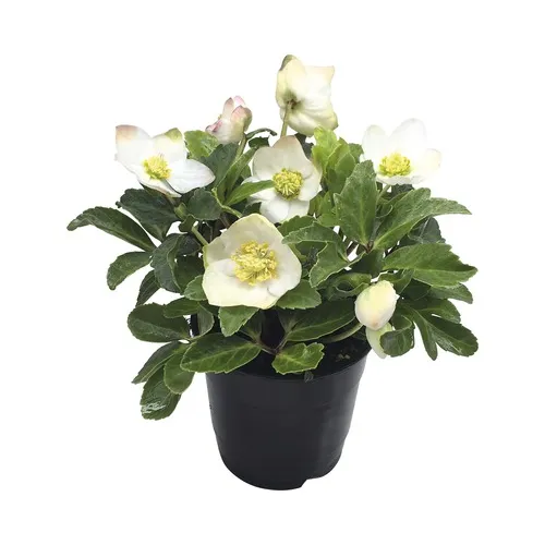 Čemerica/Helleborus niger 'Christmas Carol' 10cm