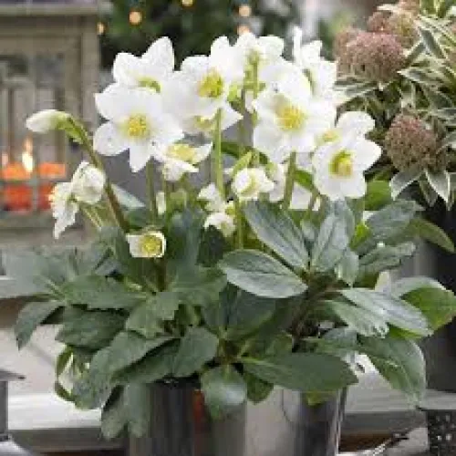 Čemerica/Helleborus niger 'Christmas Carol' 10cm