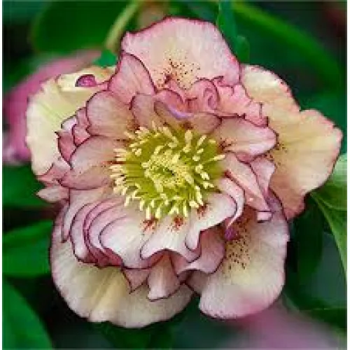 Helleborus Double Ellen Picotee