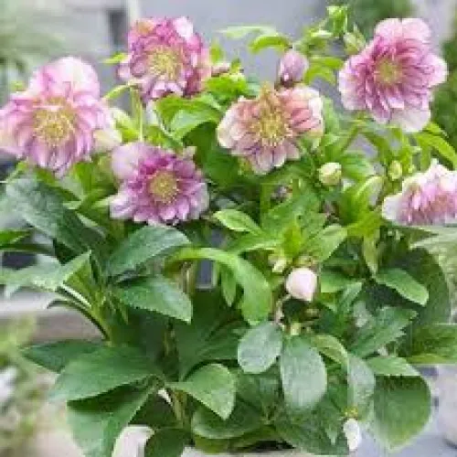 Hellebores Double Ellen Pink
