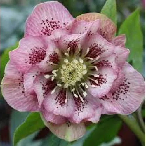 Hellebores Double Ellen Pink