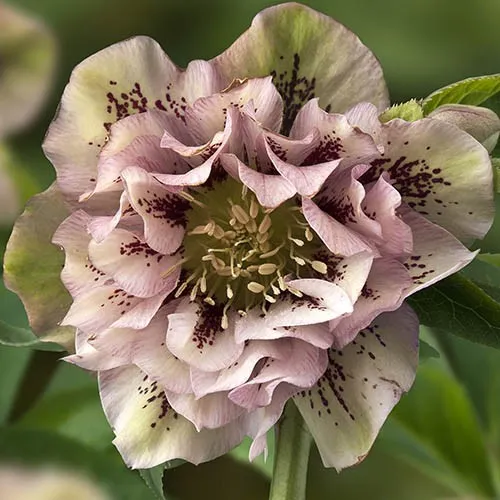Hellebores Double Ellen Pink