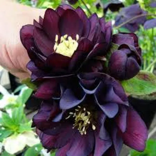 Helleborus /Čemerica Double Ellen Purple 