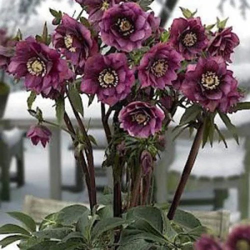 Hellebore Double Ellen Red 