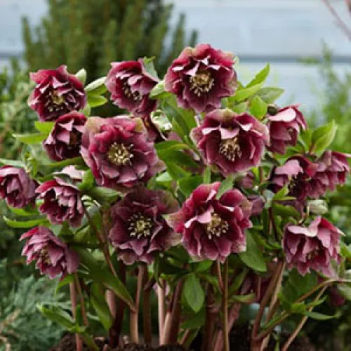 Hellebore Double Ellen Red 