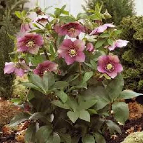 Čemerica/Helleborus Red Princess -40 cm