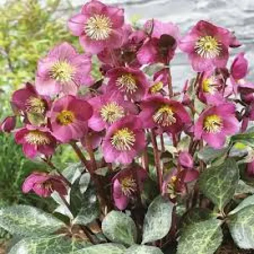 Čemerica/Helleborus Red Princess -40 cm