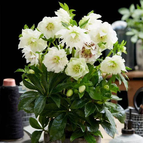 Helleborus Double Ellen Spotted White