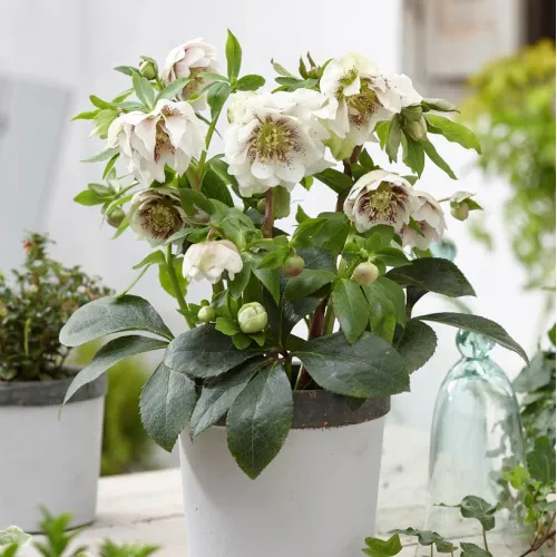 Helleborus Double Ellen Spotted White