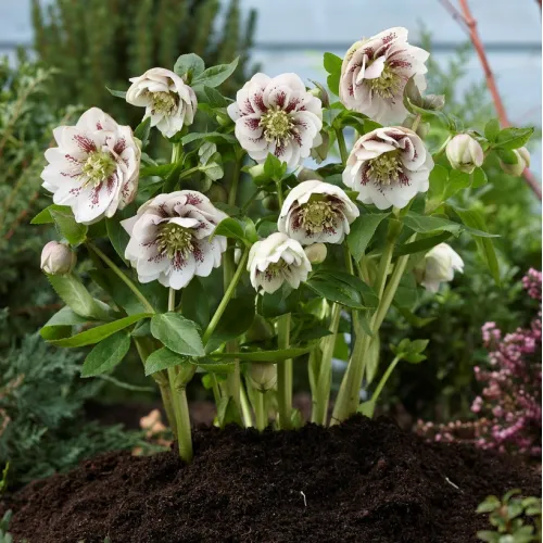 Helleborus Double Ellen Spotted White