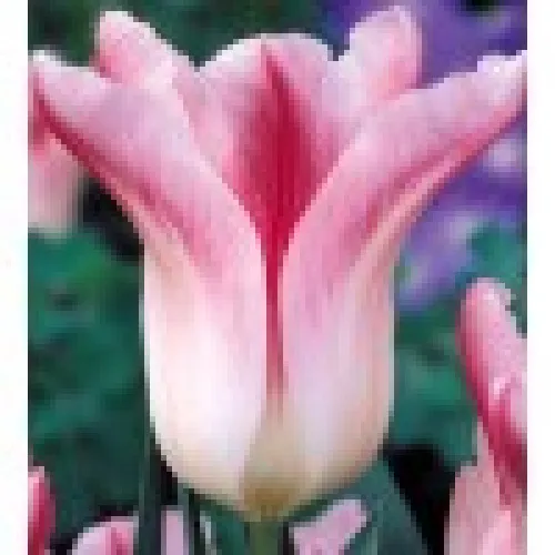 TulipanHolland Chic 