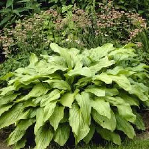 Hosta Honeybels 