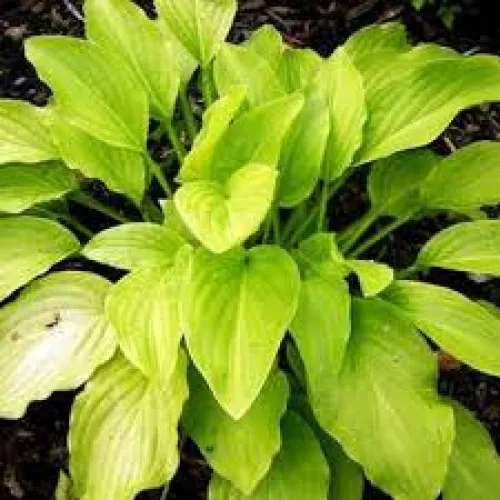 Hosta Honeybels 