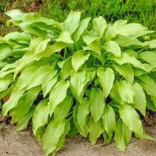 Hosta Honeybels 