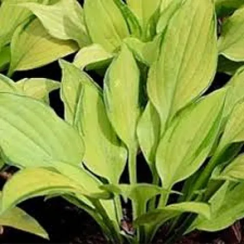 Hosta Honeybels 