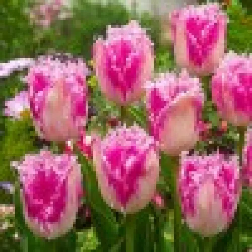 Tulip Huis Ten Bosch