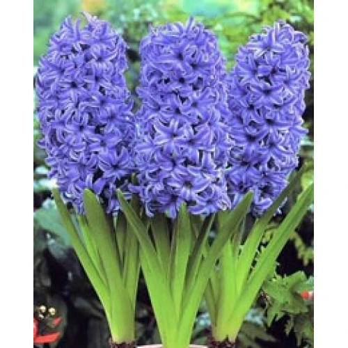 Hyacinth Blue Jacket v kvetináči 