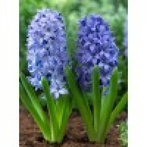 Hyacinth Delft Blue v kvetináči 