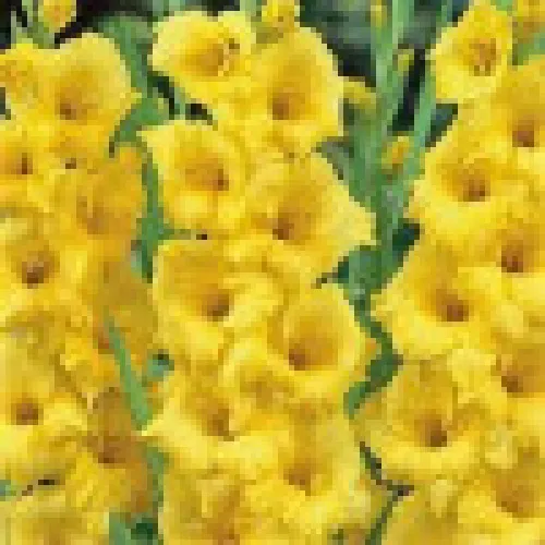 Gladiolus Jacksonville Gold 