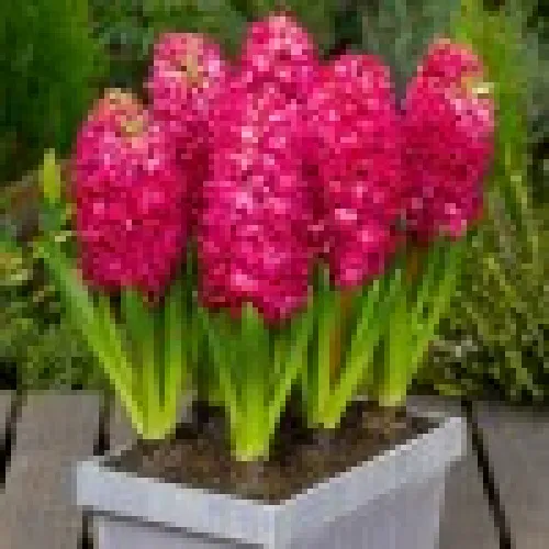 Hyacinth Jan Boss