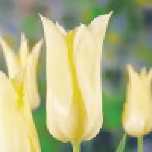 Tulipan Johan Cruijff 