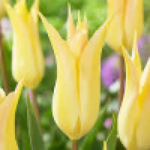 Tulipan Johan Cruijff 