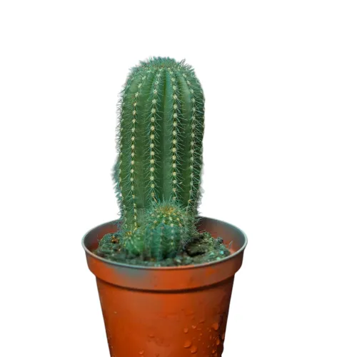 Kaktus 01044