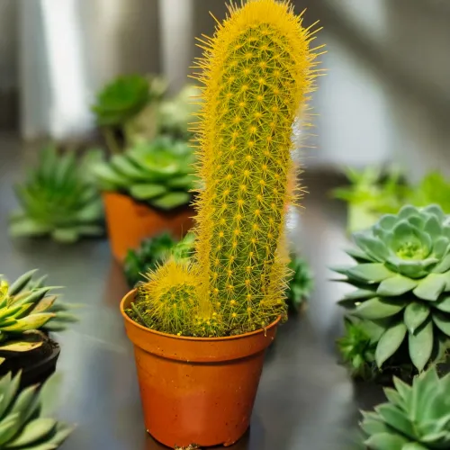 Kaktus 01045