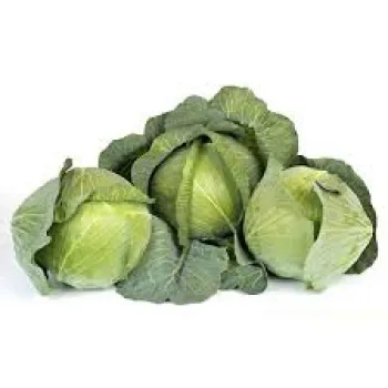 Kapusta