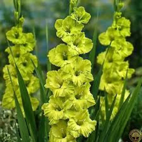 Gladiolus Kio